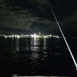 深夜から朝方のサビキで豆アジ入れ食い